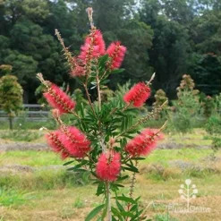 Callistemon Candy Burst 29 Callistemon Candy Burst -Cheap The Aussie Garden Store apo candy burst callsitemon bush winter