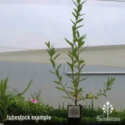 Grevillea Canterbury Gold -Cheap The Aussie Garden Store apo canterbury gold tubestock