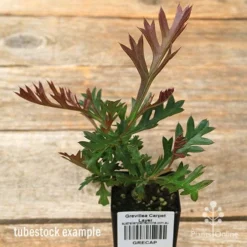 Grevillea Carpet Layer -Cheap The Aussie Garden Store apo carpet layer grevillea tubestock