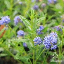 Ceanothus Blue Pacific - Californian Lilac -Cheap The Aussie Garden Store apo ceanothus blue pacific
