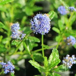 Ceanothus Blue Pacific - Californian Lilac -Cheap The Aussie Garden Store apo ceanothus blue pacific flowers