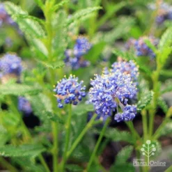 Ceanothus Blue Pacific - Californian Lilac -Cheap The Aussie Garden Store apo ceanothus flowers close