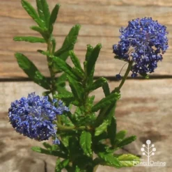 Ceanothus Blue Pacific - Californian Lilac -Cheap The Aussie Garden Store apo ceanothus flowers closeup