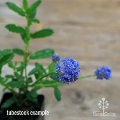Ceanothus Blue Pacific - Californian Lilac -Cheap The Aussie Garden Store apo ceanothus tubestock in flower2