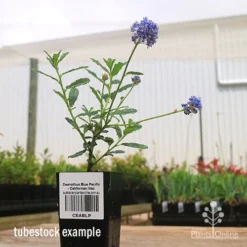 Ceanothus Blue Pacific - Californian Lilac -Cheap The Aussie Garden Store apo ceanothus tubestock side