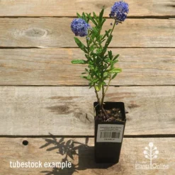 Ceanothus Blue Pacific - Californian Lilac -Cheap The Aussie Garden Store apo ceanothus tubestock tall