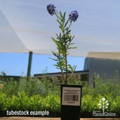 Ceanothus Blue Pacific - Californian Lilac -Cheap The Aussie Garden Store apo ceanothus tubestock tall2