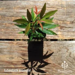 Ceratopetalum Shiraz - Christmas Bush 15 Ceratopetalum Shiraz - Christmas Bush -Cheap The Aussie Garden Store apo ceratopetalum tubestock top