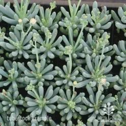Senecio Chalk Sticks - Succulent -Cheap The Aussie Garden Store apo chalk sticks dwarf plug plants