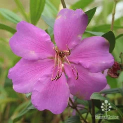 Tibouchina Chameleon 19 Tibouchina Chameleon -Cheap The Aussie Garden Store apo chameleon dark pink