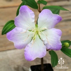 Tibouchina Chameleon 15 Tibouchina Chameleon -Cheap The Aussie Garden Store apo chameleon flower open