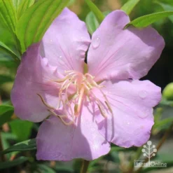 Tibouchina Chameleon 23 Tibouchina Chameleon -Cheap The Aussie Garden Store apo chameleon pink