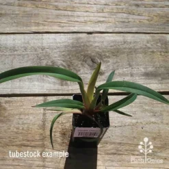 Dianella Cherry Red -Cheap The Aussie Garden Store apo cherry red tubestock top