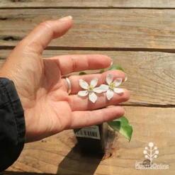 Choisya - Mexican Orange Blossom -Cheap The Aussie Garden Store apo choisya flower size