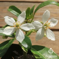 Choisya - Mexican Orange Blossom -Cheap The Aussie Garden Store apo choisya flowers up close