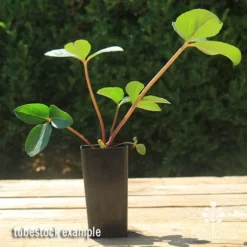 Hellebore Cinnamon Snow - Winter Rose -Cheap The Aussie Garden Store apo cinnamon snow hellebore tubestock