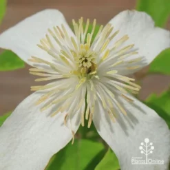 Clematis Montana Alba -Cheap The Aussie Garden Store apo clematis alba flower centre