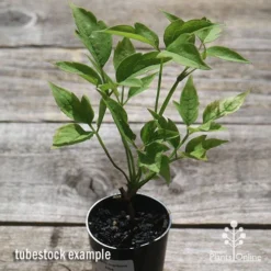 Clematis Montana Alba -Cheap The Aussie Garden Store apo clematis alba tubestock