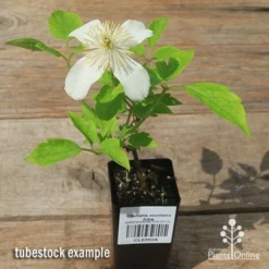 Clematis Montana Alba -Cheap The Aussie Garden Store apo clematis alba tubestock flowering