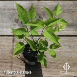Clematis Montana Alba -Cheap The Aussie Garden Store apo clematis alba tubestock top