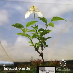 Clematis Montana Alba -Cheap The Aussie Garden Store apo clematis alba tubestock2