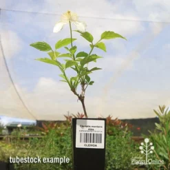 Clematis Montana Alba -Cheap The Aussie Garden Store apo clematis alba tubestock 1