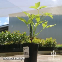 Clematis Montana Alba -Cheap The Aussie Garden Store apo clematis white tubestock