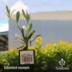 Convolvulus Cneorum - Silverbush -Cheap The Aussie Garden Store apo cneorum tubestock