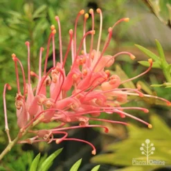 Grevillea Coconut Ice -Cheap The Aussie Garden Store apo coconut ice flower full open