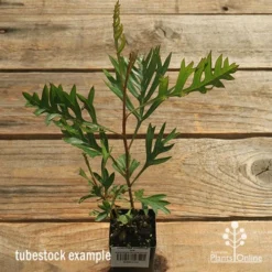 Grevillea Coconut Ice -Cheap The Aussie Garden Store apo coconut ice tubestock