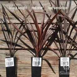 Cordyline Australis Red Sensation -Cheap The Aussie Garden Store apo cordyline australis comparison 1 1