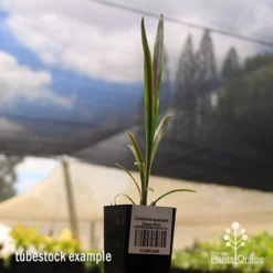 Cordyline Australis Choc Mint -Cheap The Aussie Garden Store apo cordyline choc mint tubestock