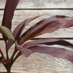 Cordyline Fruticosa Negra -Cheap The Aussie Garden Store apo cordyline negra leaf colour