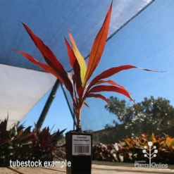 Cordyline Fruticosa Negra -Cheap The Aussie Garden Store apo cordyline negra tubestock blue sky