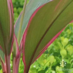 Cordyline Fruticosa Pink Diamond -Cheap The Aussie Garden Store apo cordyline pink diamond under leaf