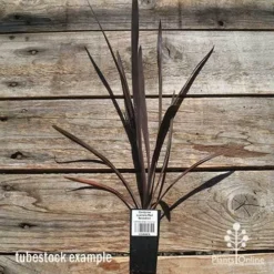Cordyline Australis Red Sensation -Cheap The Aussie Garden Store apo cordyline red sensation tubestock