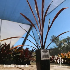 Cordyline Australis Red Sensation -Cheap The Aussie Garden Store apo cordyline red sensation tubestock nursery