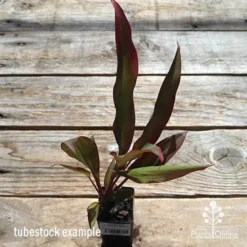 Cordyline Fruticosa Rubra -Cheap The Aussie Garden Store apo cordyline rubra tubestock top