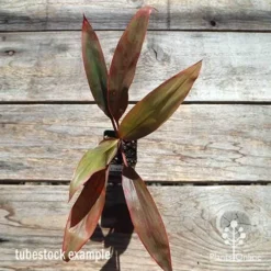 Cordyline Fruticosa Tangelo -Cheap The Aussie Garden Store apo cordyline tangelo tubestock top