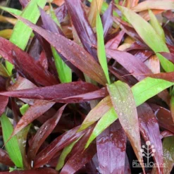 Cordyline Fruticosa Negra -Cheap The Aussie Garden Store apo cordylne negra colours