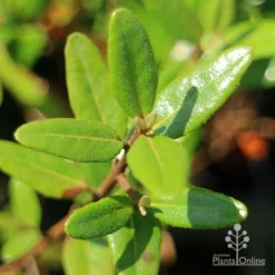 Correa Dinner Bells -Cheap The Aussie Garden Store apo correa dinner bells foliage