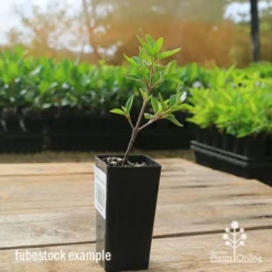 Correa Dusky Bells -Cheap The Aussie Garden Store apo correa dusky bells