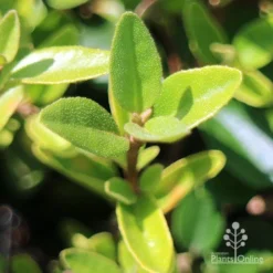 Correa Dusky Bells -Cheap The Aussie Garden Store apo correa dusky bells foliage