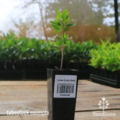 Correa Dusky Bells -Cheap The Aussie Garden Store apo correa dusky bells tubestock