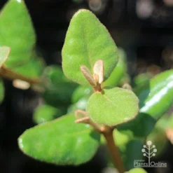 Correa Marian's Marvel -Cheap The Aussie Garden Store apo correa marians marvel foliage