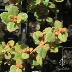 Correa Nummulariifolia - Roundleaf Correa -Cheap The Aussie Garden Store apo correa nummularia foliage