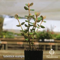 Correa Nummulariifolia - Roundleaf Correa -Cheap The Aussie Garden Store apo correa nummularifolia tubestock