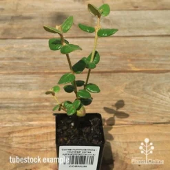 Correa Nummulariifolia - Roundleaf Correa -Cheap The Aussie Garden Store apo correa nummulariifolia tubestock