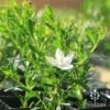 Crowea White Star - Waxflower
