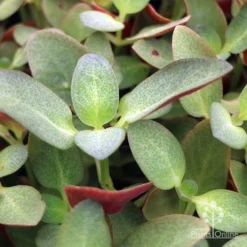 Crassula Purple Dragon - Fairy Crassula -Cheap The Aussie Garden Store apo crassula purple dragon green